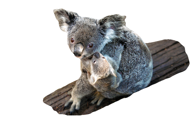 A Koala parent holding a baby